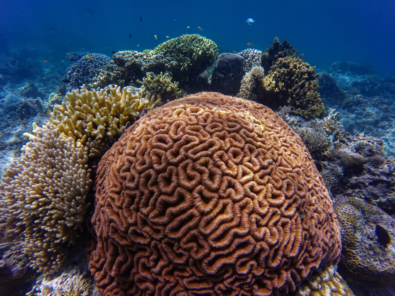 Roatan Coral Disease